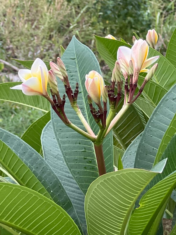 Plumeria blooms and swaying palms on a cloudy Ko Samui morning