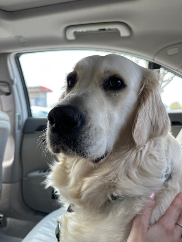 Golden Retriever photographed close-up indoors in London