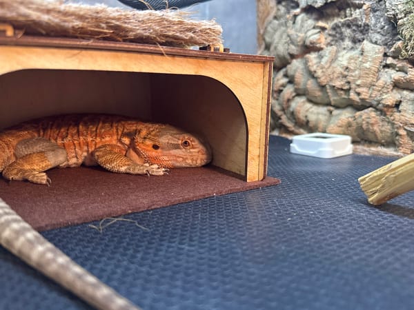 Bearded dragon rests in wooden enclosure in Yakhroma