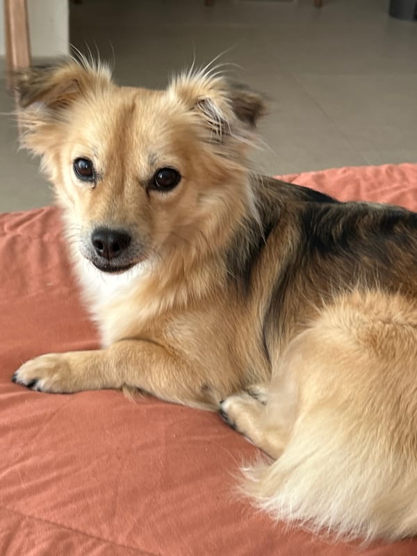 Street dogs of Kuta Selatan, up close