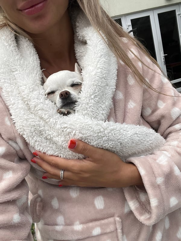 Lazy summer morning at a Fontanka home with a sleepy Chihuahua