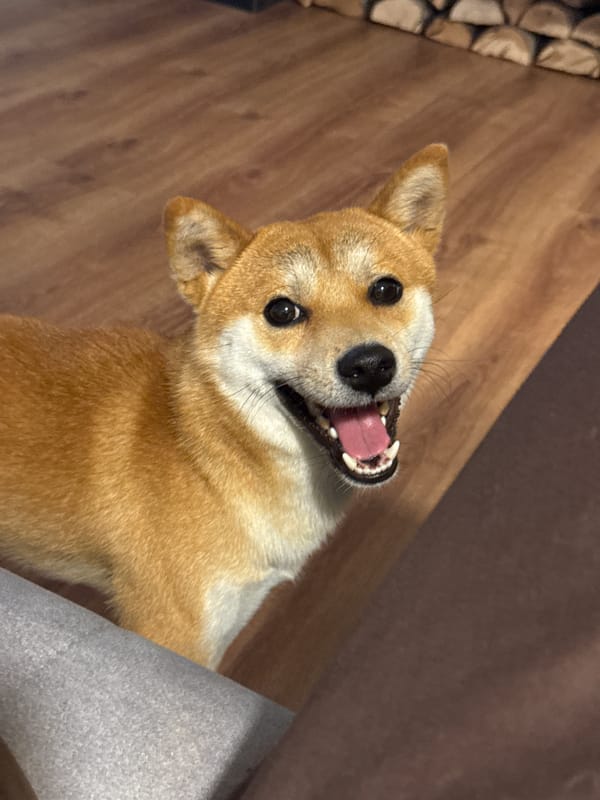 Shiba Inu and curly cat share a cozy Carnikava home