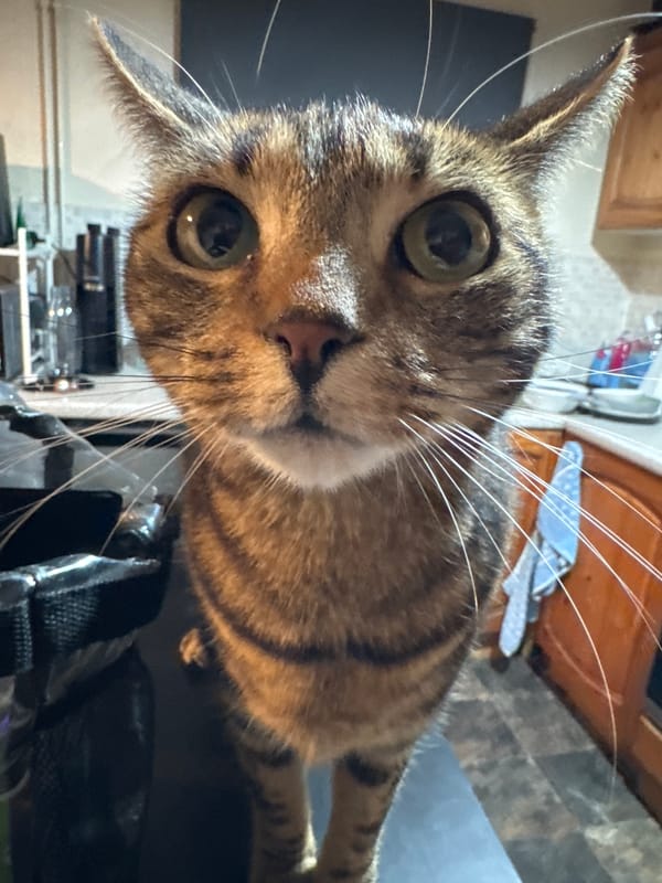 Cats spotted in homes across Desborough Sunday evening