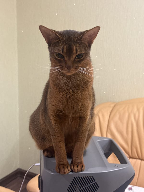 Abyssinian cat lounges on an EcoFlow power station in Vinnytsia