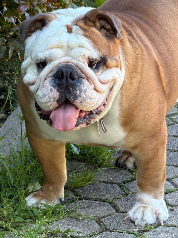 English Bulldog and running event observed across Sofia morning