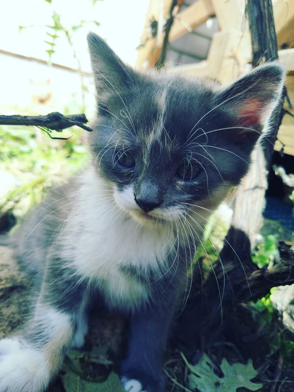 Kittens and a flower, photographed close-up in Vilnius