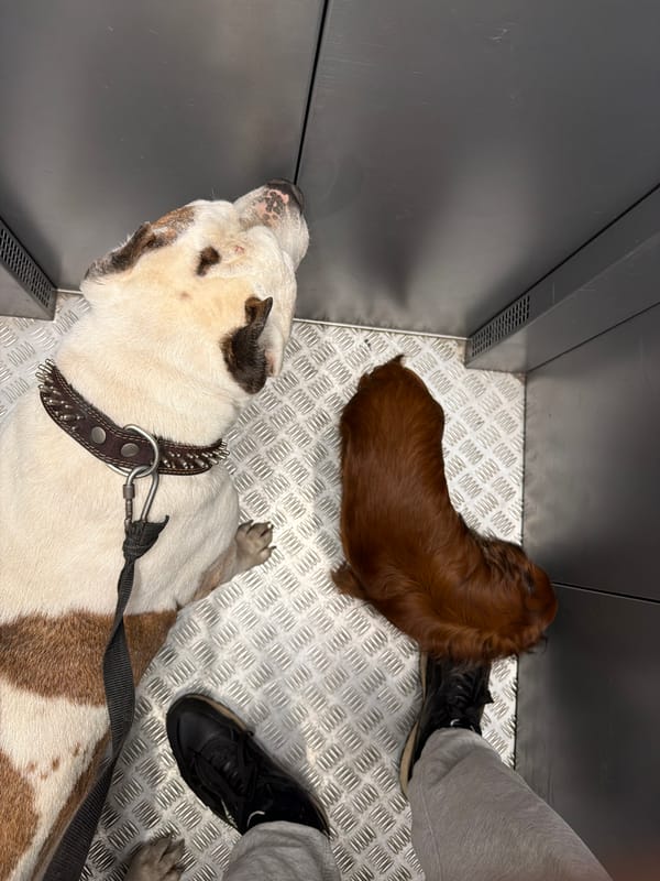 Dog walker takes two pets through Krasnoyarsk elevator and streets