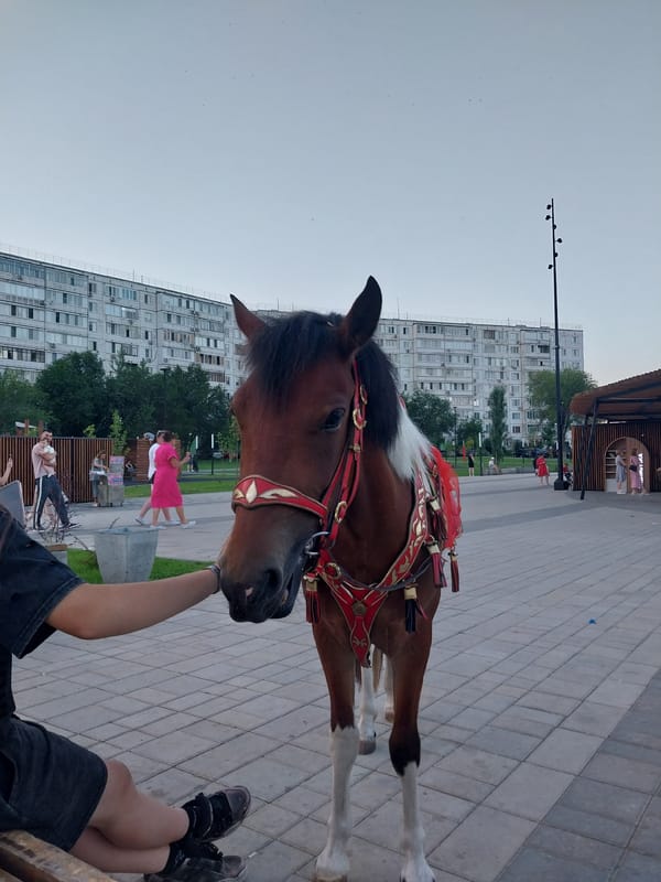 Decorated horse in ceremonial harness at Orenburg plaza