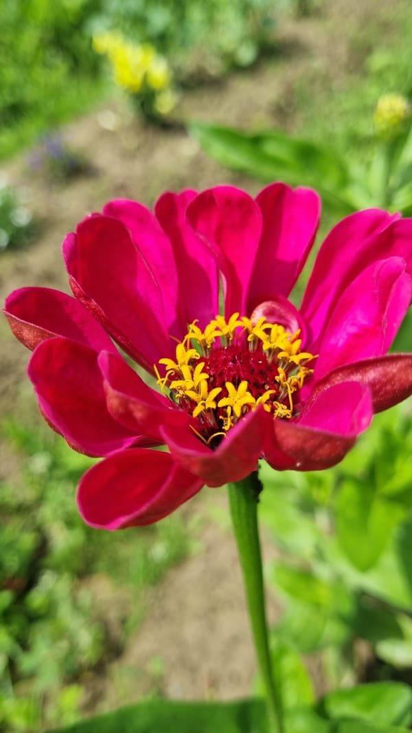 Garden flowers, summer skies, and small details in Vysokoe