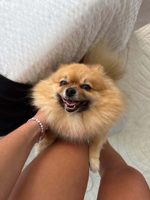 Morning routine with Pomeranian dog and coffee in Cannes