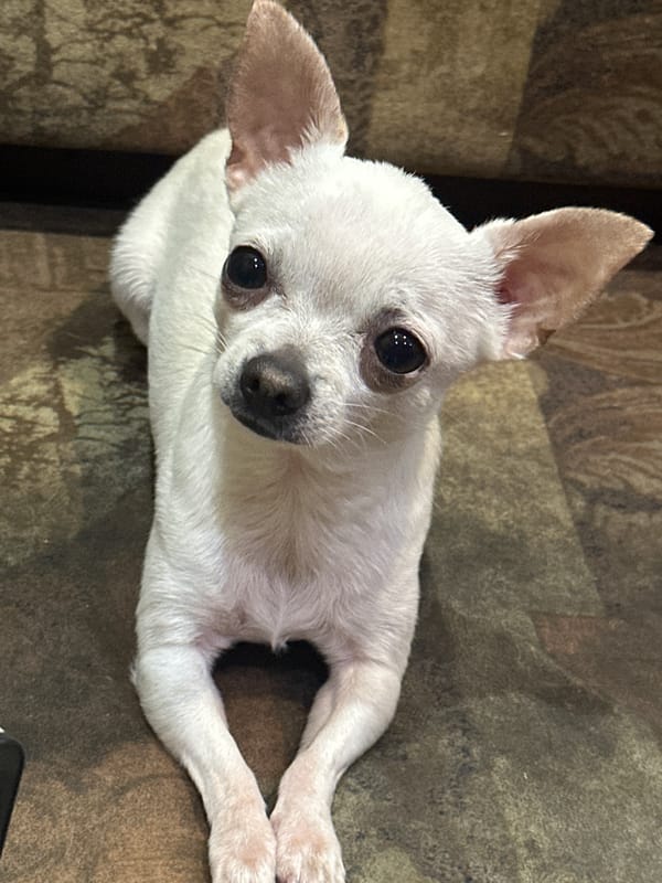 Woman photographs casual moments with white Chihuahua in Sliven