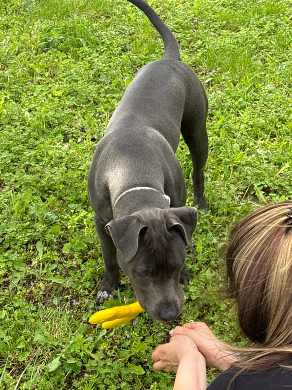 Dogs Play with Yellow Toys in Bulgarian Yard