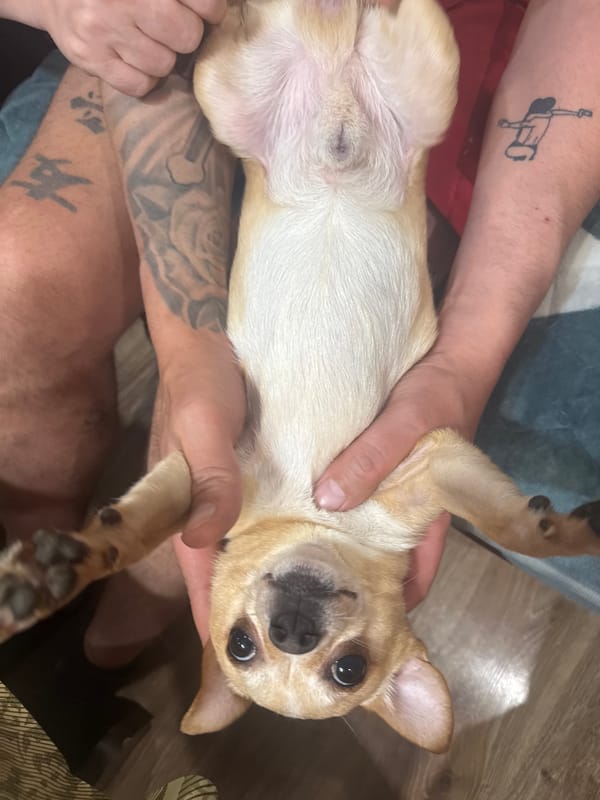 Pet owner documents quiet moments with Chihuahua and cat