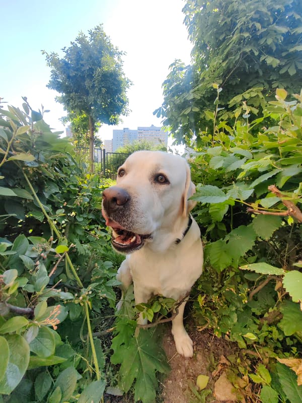 Yellow Lab enjoys morning outing in Mytishchi parks