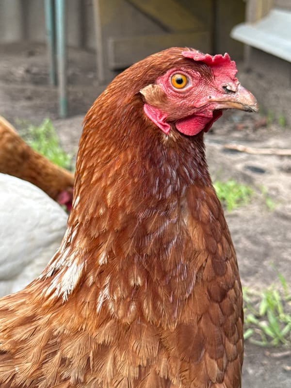 A rural Belarusian homestead, chickens, cats, and garden in summer