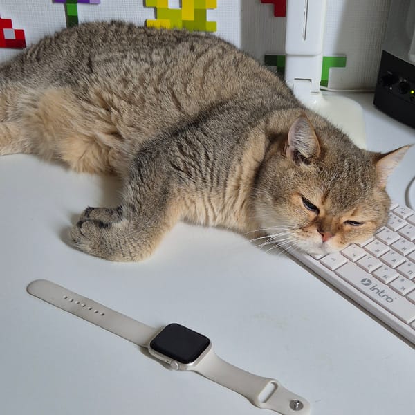 Cat takes over a home office desk in Kemerovo
