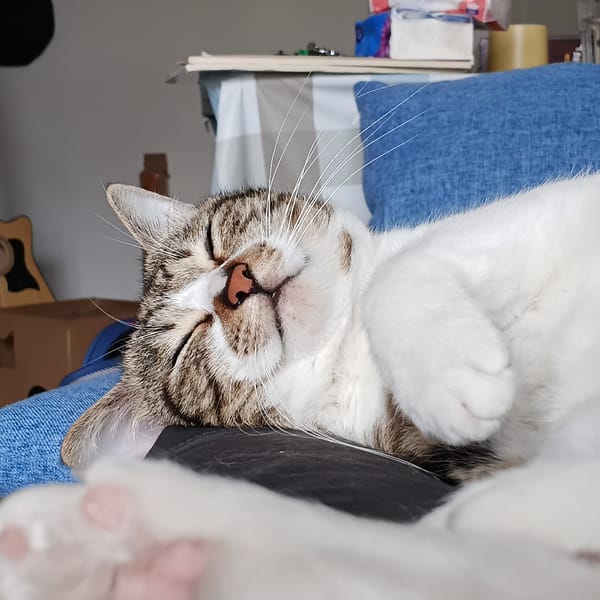 Cats sleeping indoors observed across Shunde District morning hours