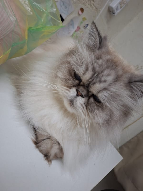 Himalayan cat photographed resting in Panagyurishte, Bulgaria