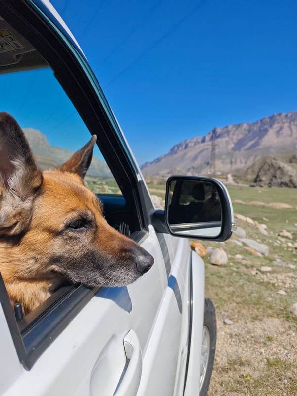 Dog enjoys car window time in Russian mountain valley