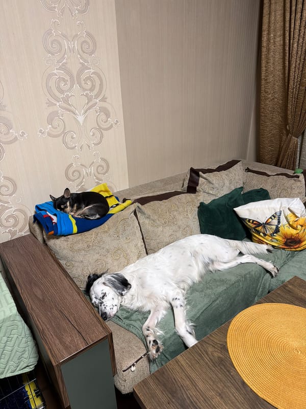 Two dogs rest together on couch in Bulgarian home