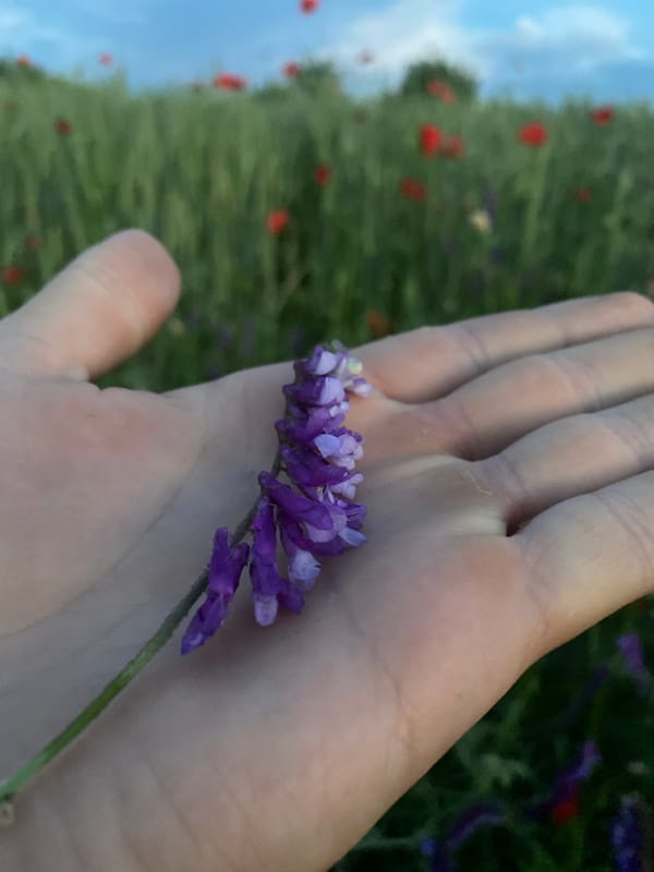 Twilight Walk Through Poppy Fields in Rural Ukraine Documented