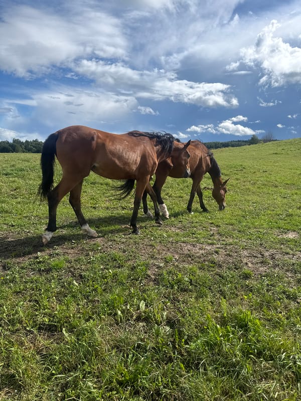 Horses grazing across a green hillside in rural Lithuania