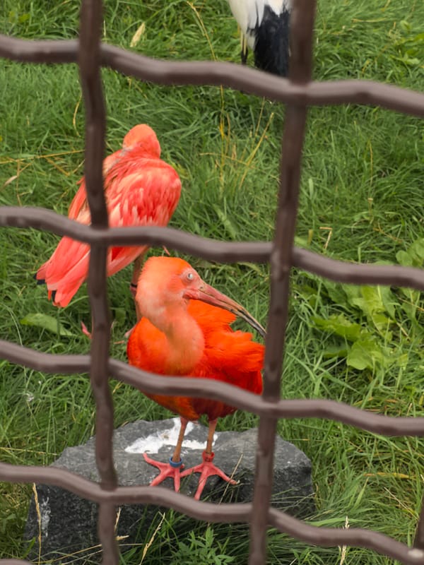 An afternoon at the Perm Zoo, summer 2026