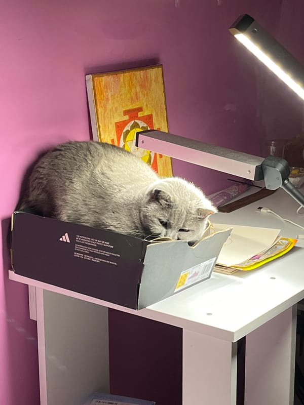 Grey cat sits beside shoebox in Alanya home