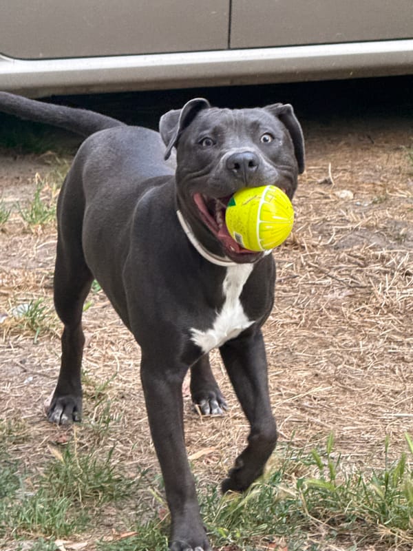 Pitbull owns a tennis ball in Varna
