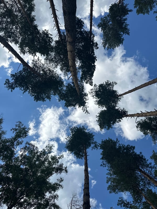 Lazy summer morning in a pine forest park, Belokurikha