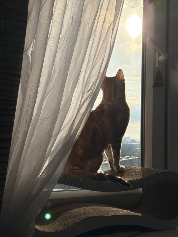 Cat observed on windowsill in Murino apartment early morning