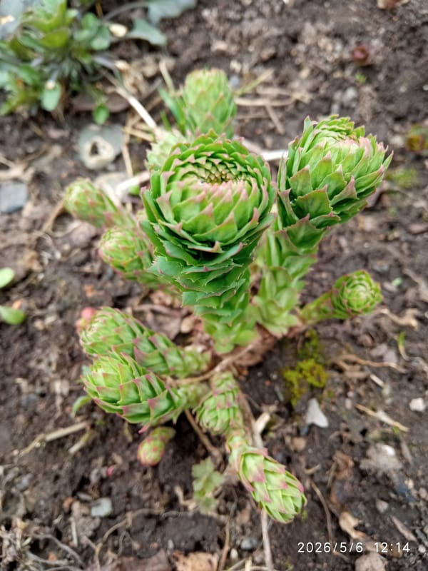 Spring garden awakening documented in Russian dacha settlement