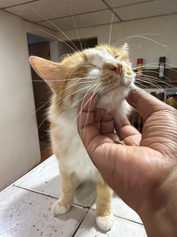 Cat interactions and daily moments captured in El Cambur