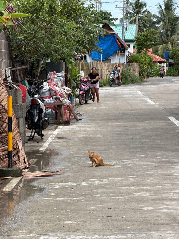 Orange cat spotted on road in General Luna, Philippines