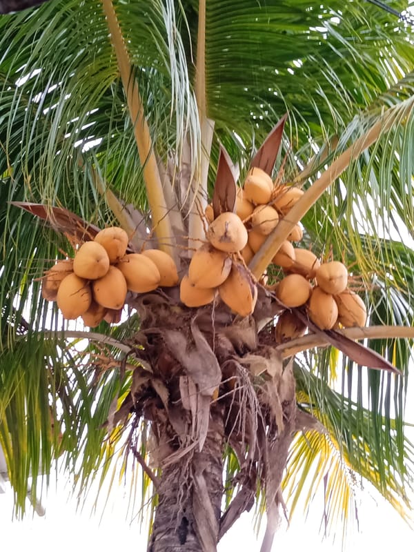 Coconut palm tree photographed in Tinaquillo, Venezuela