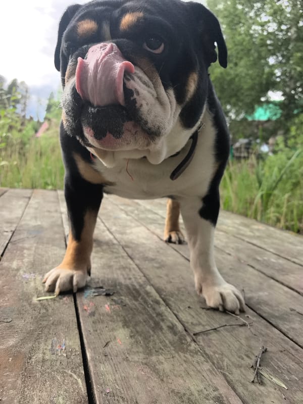 English bulldog spotted on wooden deck in Russian marsh