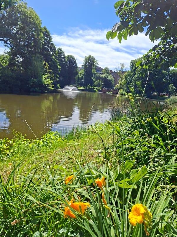 Morning walk through a park with ponds and rose gardens