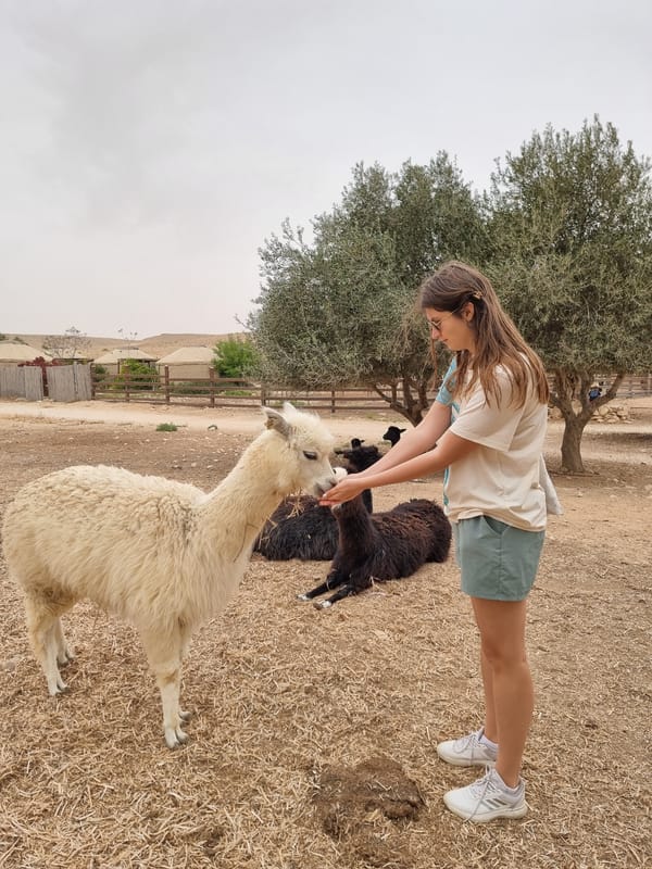 Visitors feed alpacas and llamas at Mizpe Ramon farm