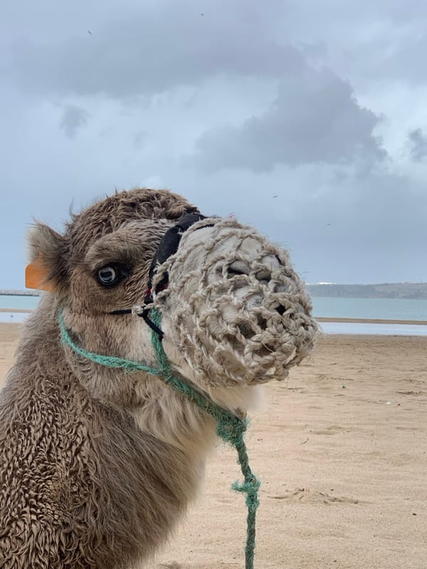 Witness documents daily life across Tangier, Morocco
