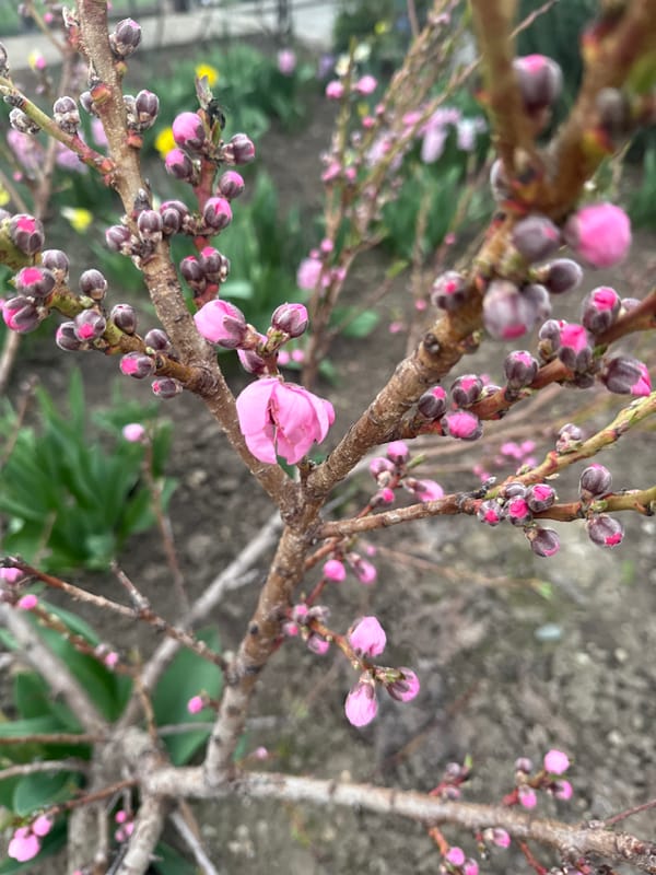 Spring flowers bloom in detailed close-up photos in Maykop