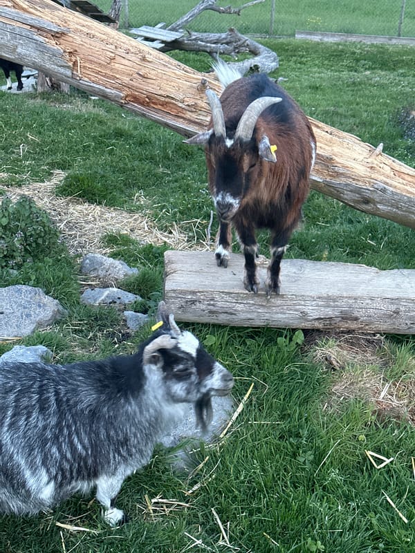 Visitor films horses and goats at Swiss farm facility