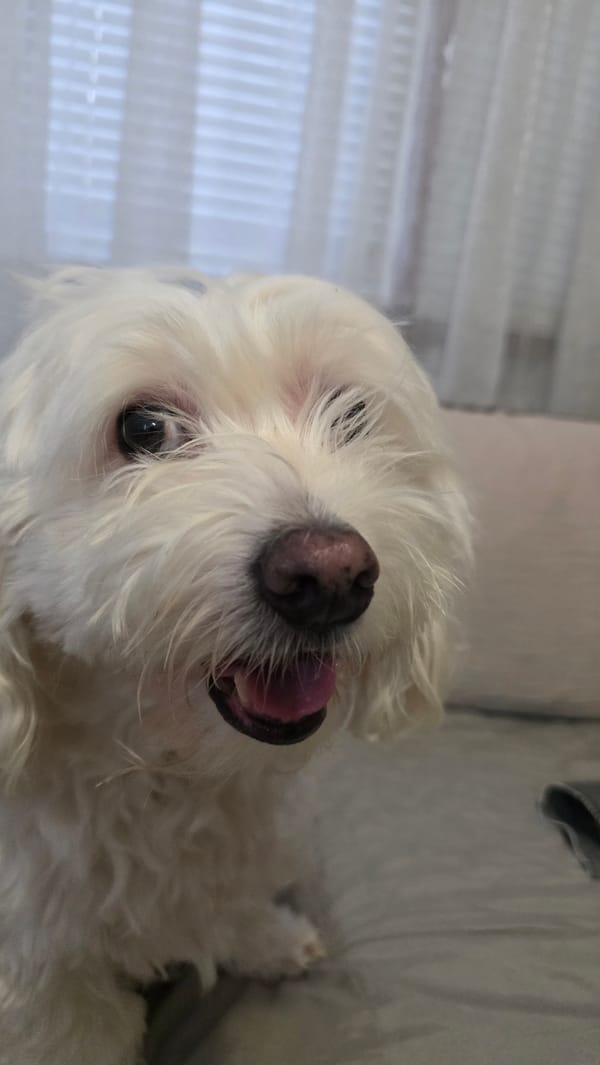 White Maltese dog poses in glasses, Blagoevgrad afternoon