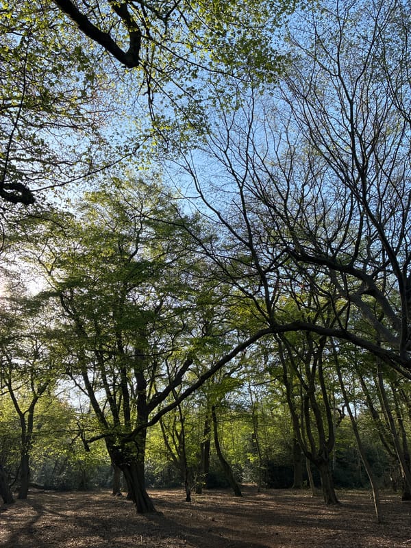 Morning sunlight filters through trees in London park