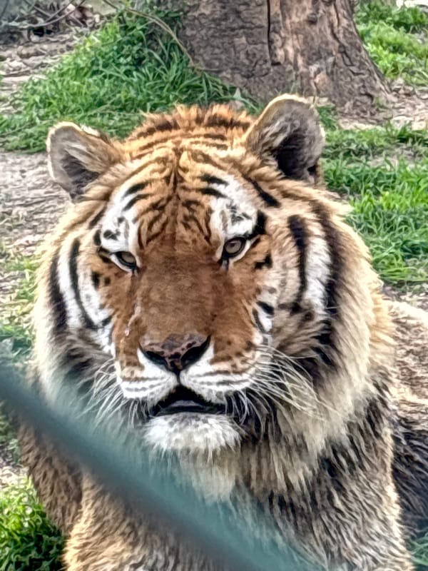 Tiger observed resting behind barriers in Pazardzhik, Bulgaria