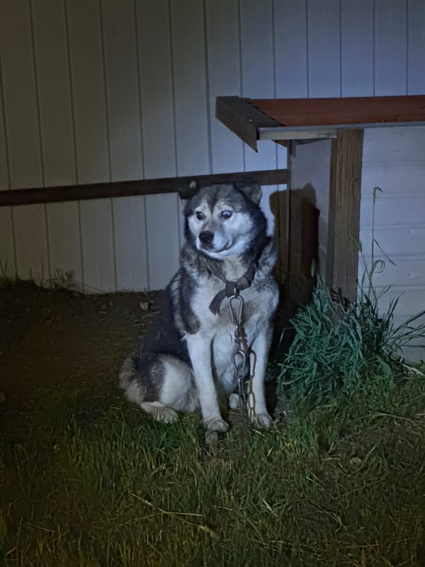 Hedgehogs, cats, and rural nighttime scenes in Dobrovske