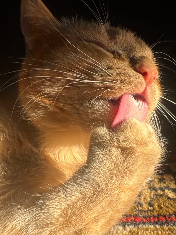 Orange tabby cat grooming and resting in Russian sunlight