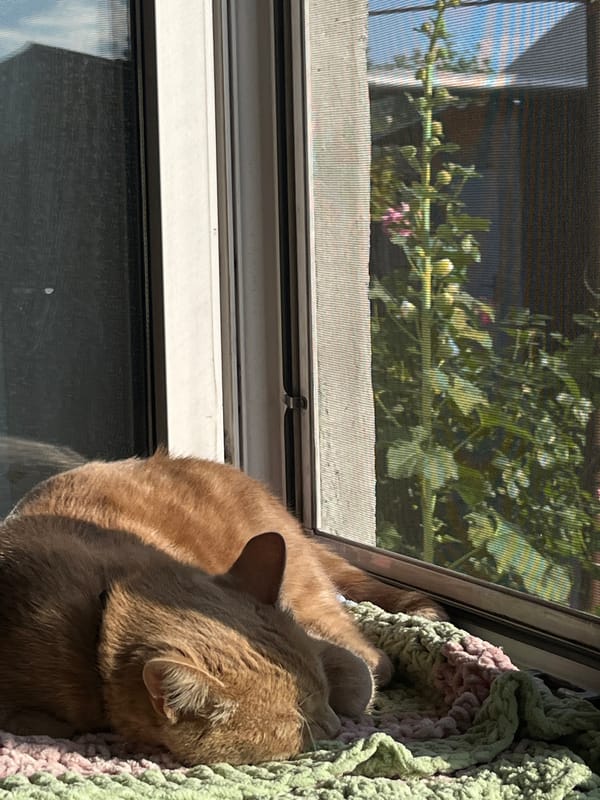 Lazy summer day: cats, garden harvests, and quiet indoor moments