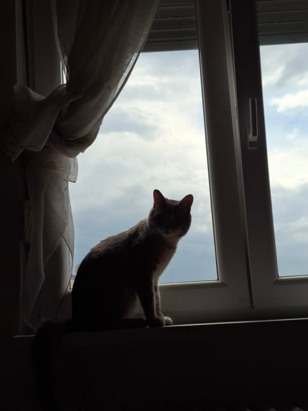 Cat spends rainy afternoon watching Novi Sad from windowsill