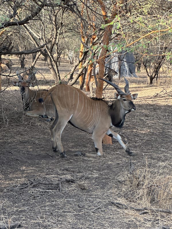 Antelope spotted in Senegalese savanna near Nguékhokh