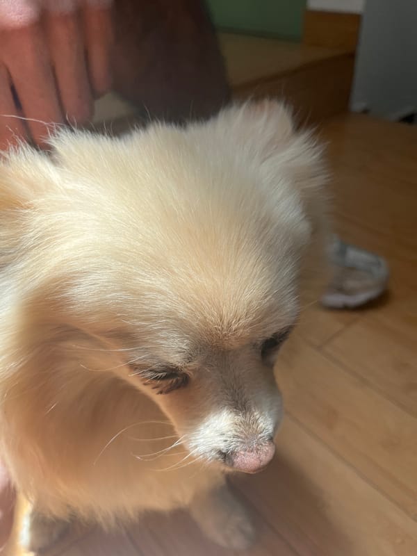 Domestic morning routine with pet documented in Mexican home